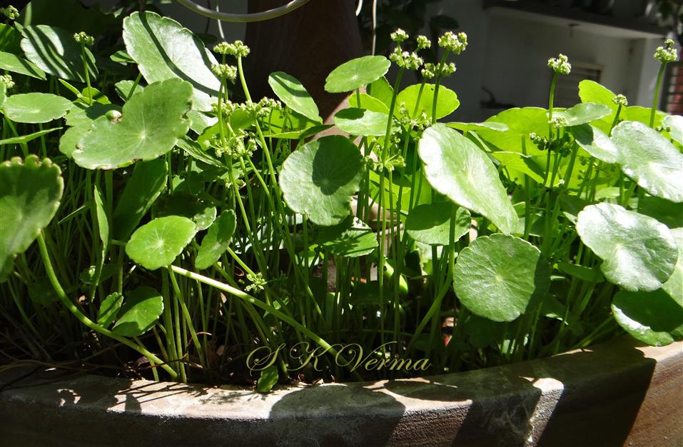  Plants with inflorescences
